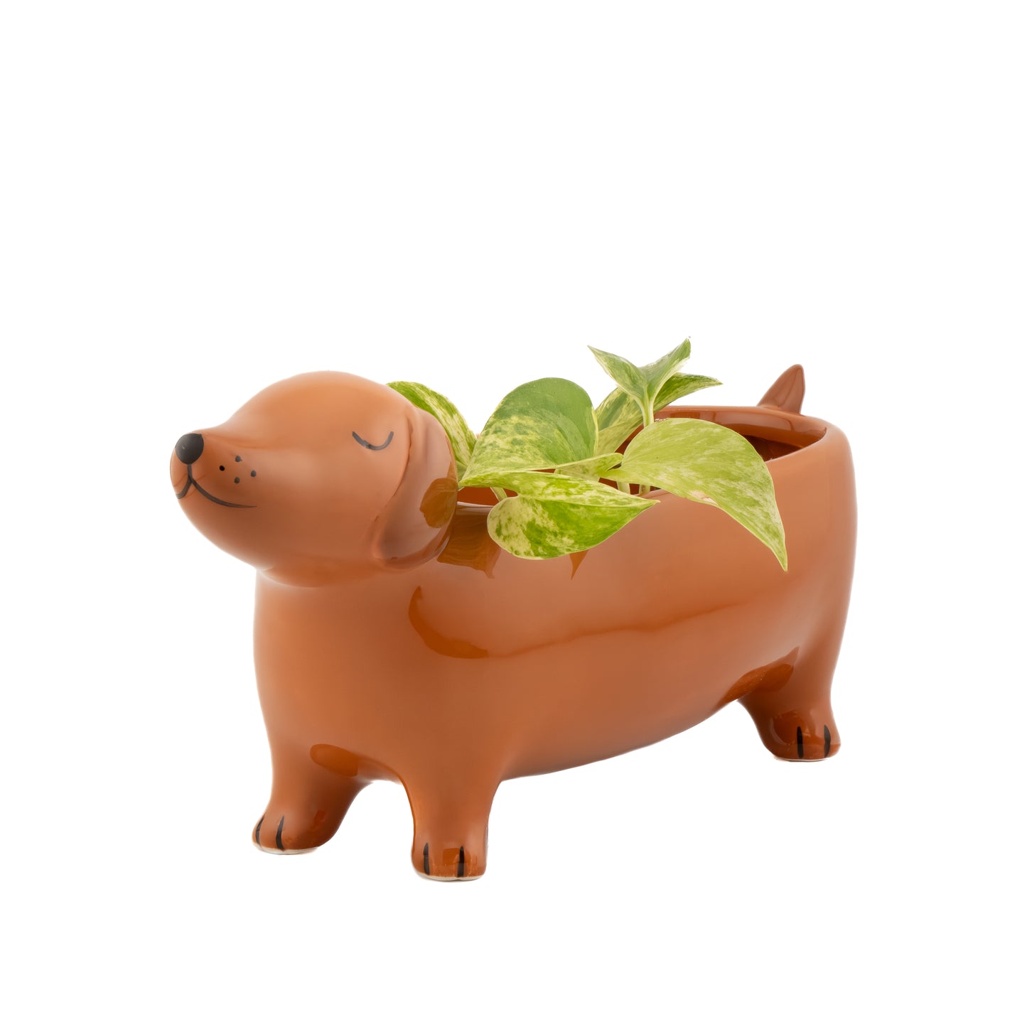 Sass & Belle Sausage Dog Planter